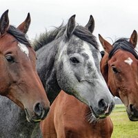 Passeggiate a cavallo a Sellano | © Visit Sellano