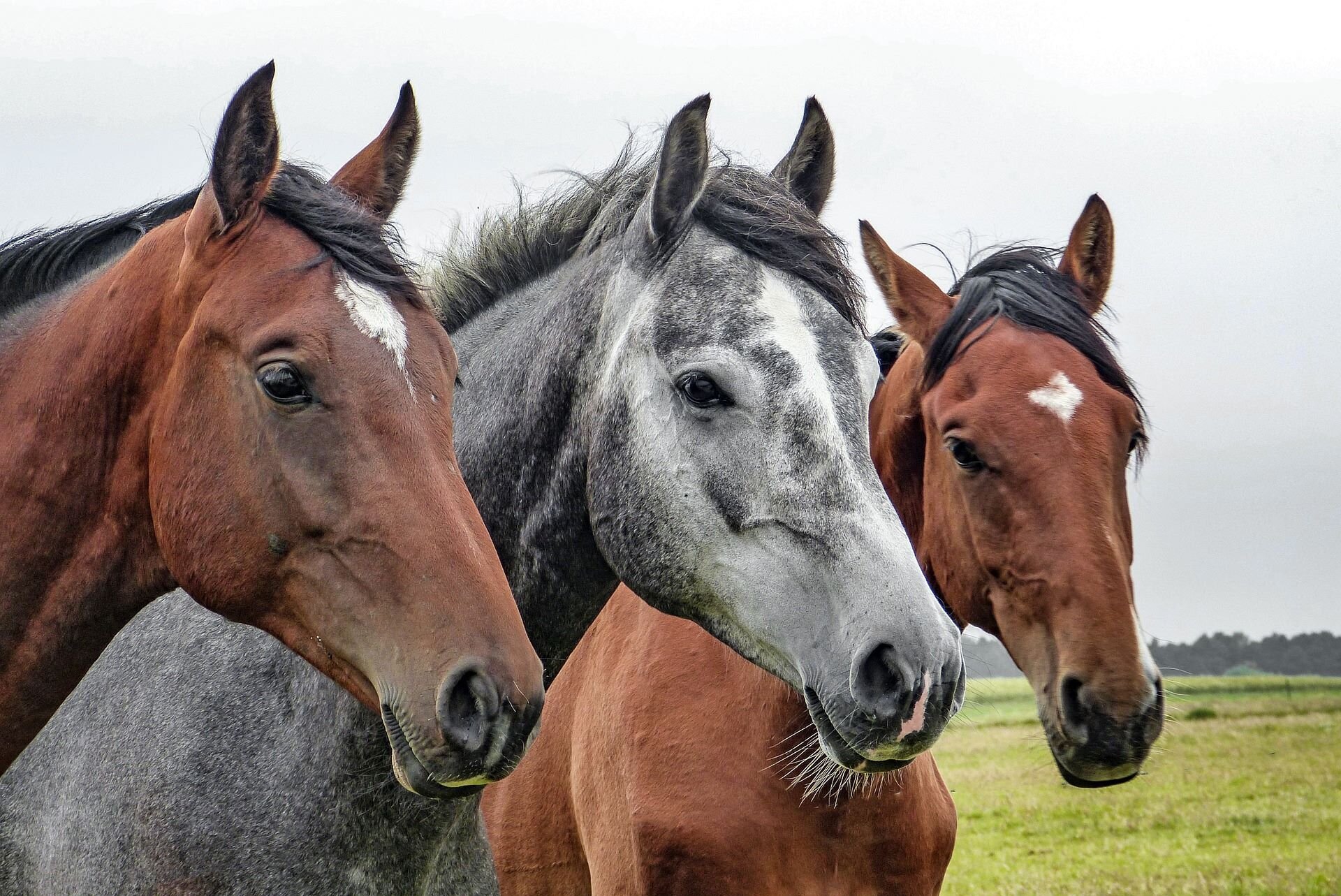Passeggiate a cavallo a Sellano | © Visit Sellano